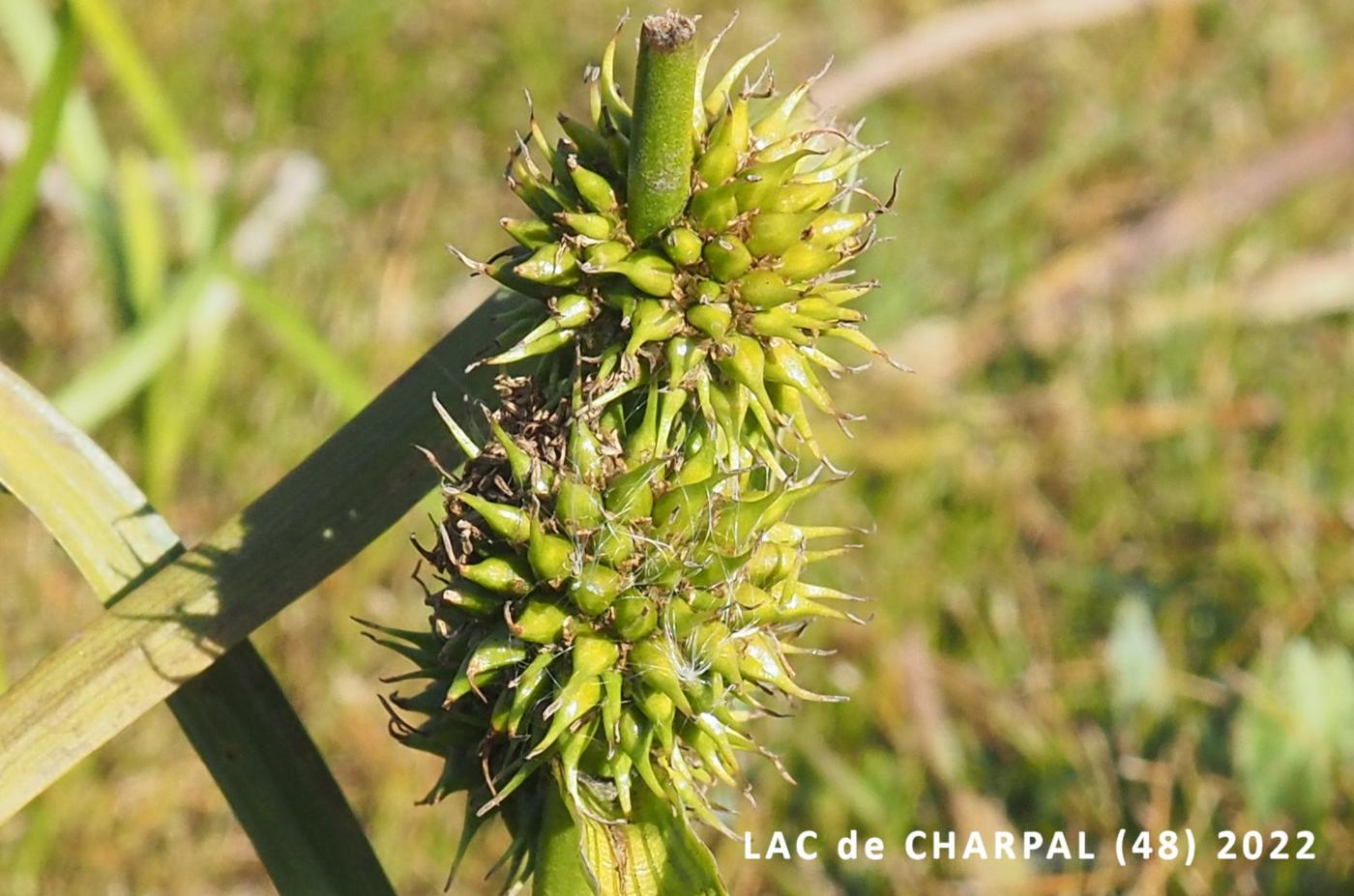 Bur-weed, Unbranched fruit